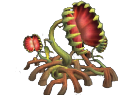 venus beetrap